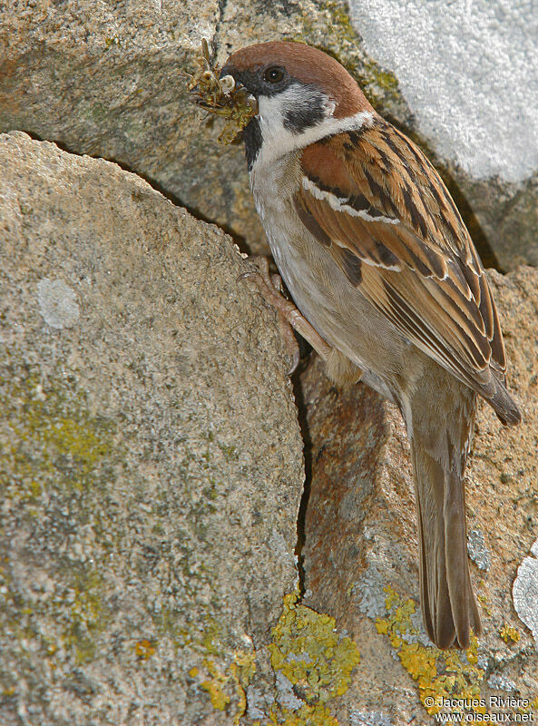 Eurasian Tree Sparrow