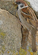 Eurasian Tree Sparrow