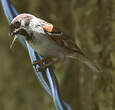 Moineau friquet