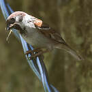 Moineau friquet