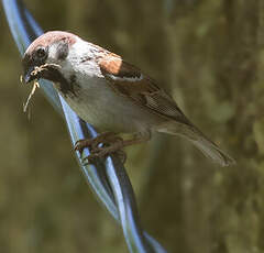 Moineau friquet