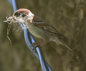 Moineau friquet