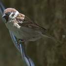 Moineau friquet