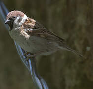 Moineau friquet