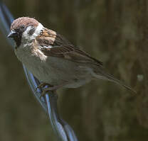 Moineau friquet
