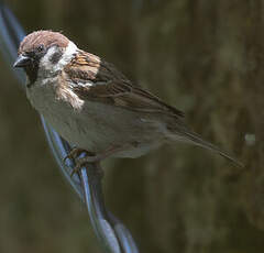 Moineau friquet