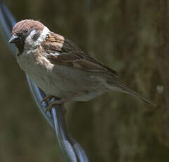 Moineau friquet