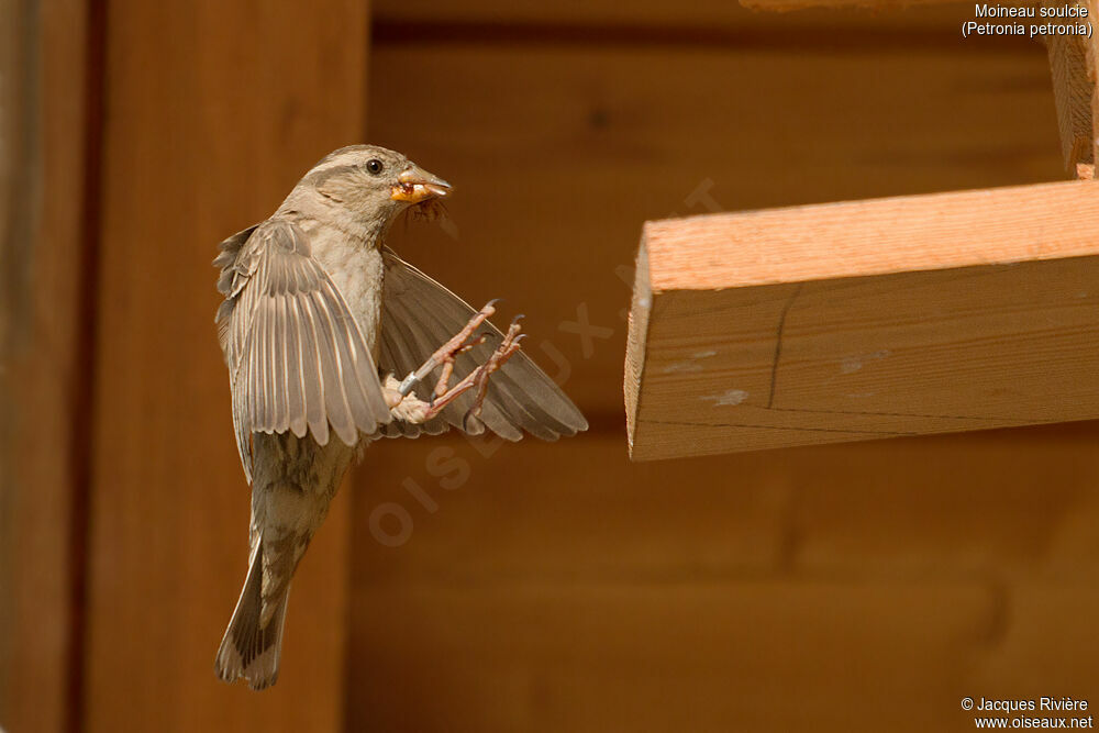 Rock Sparrow female adult breeding, identification, Reproduction-nesting