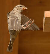 Rock Sparrow