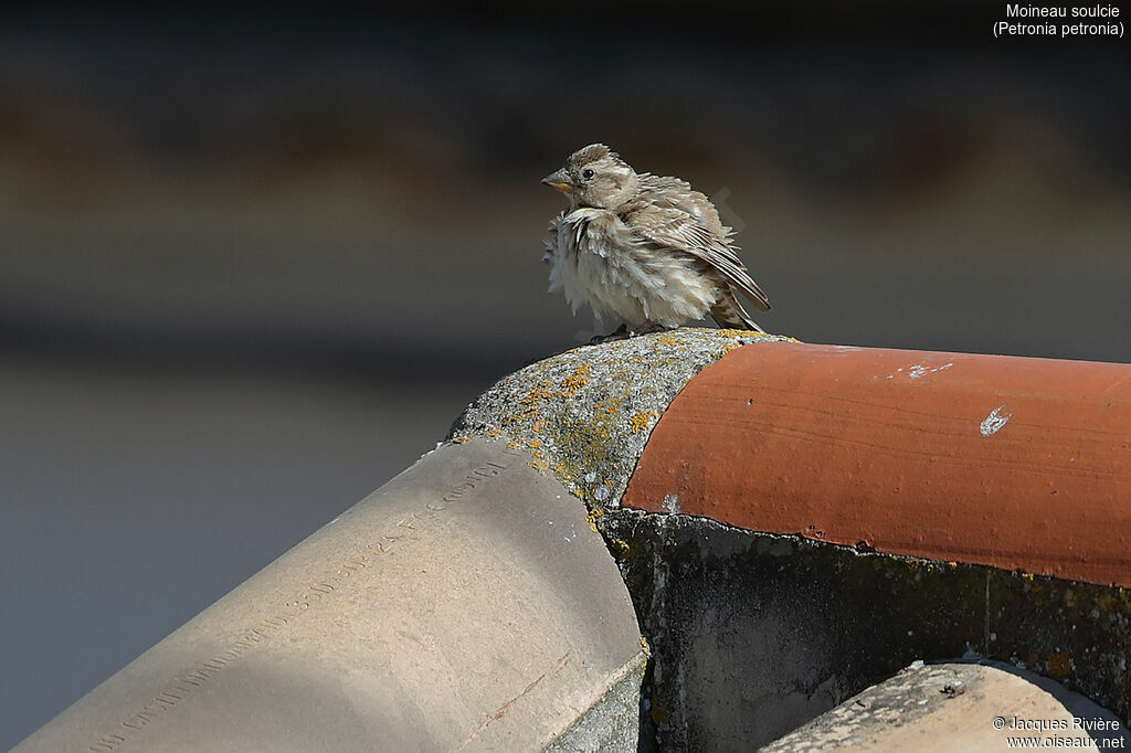 Rock Sparrowadult, identification