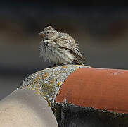 Rock Sparrow