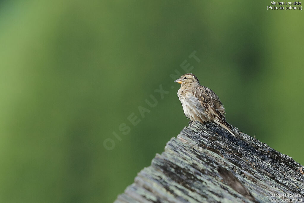 Moineau soulcieadulte nuptial, identification