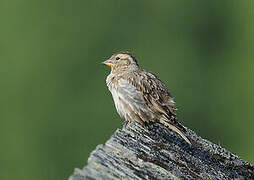 Rock Sparrow