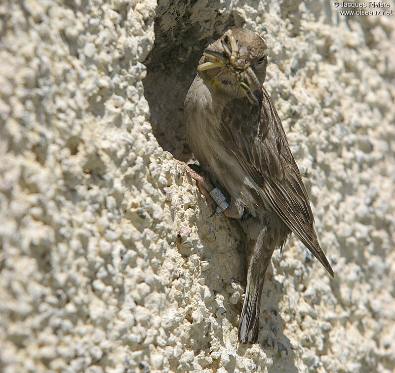 Rock Sparrowadult breeding, Reproduction-nesting