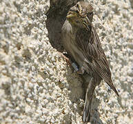 Rock Sparrow