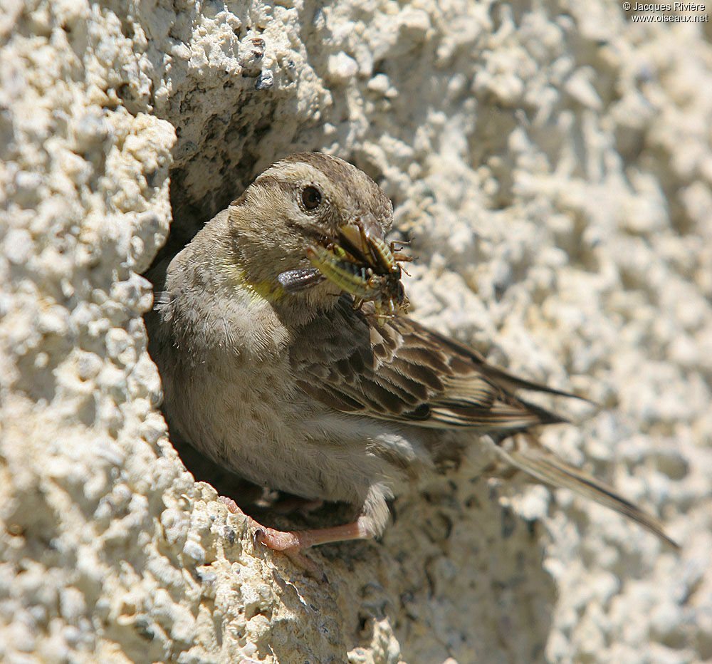 Rock Sparrowadult breeding, Reproduction-nesting