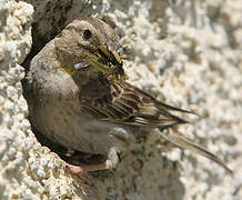 Rock Sparrow