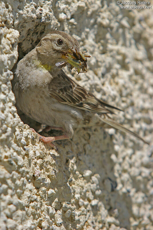 Moineau soulcieadulte nuptial, Nidification