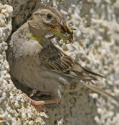 Rock Sparrow