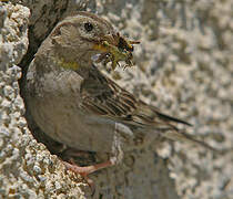 Rock Sparrow