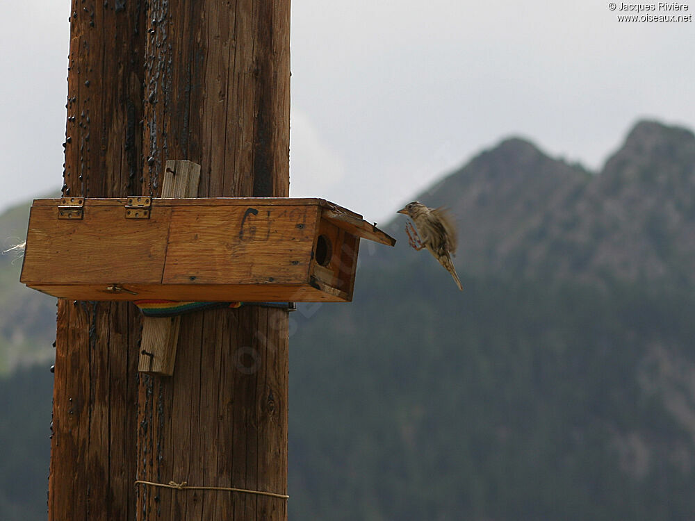 Rock Sparrow