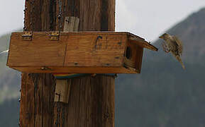 Rock Sparrow