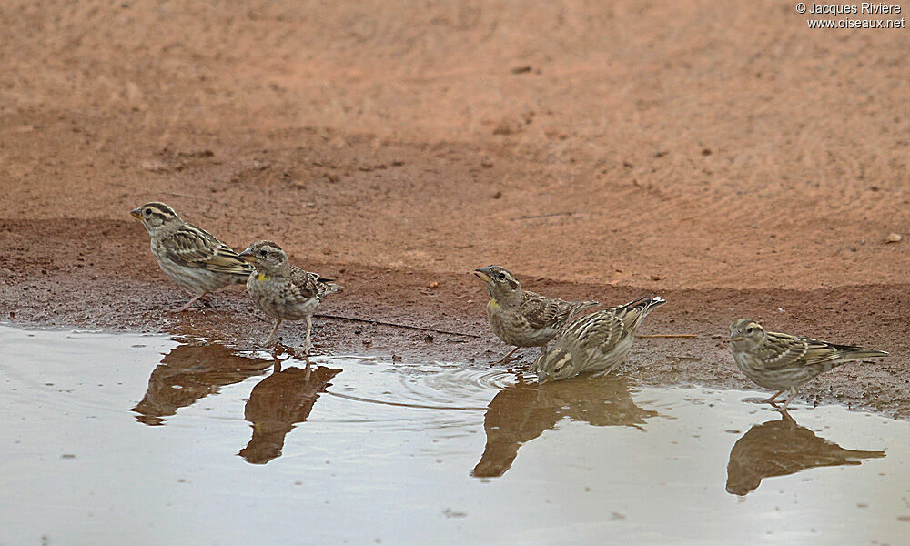 Rock Sparrow