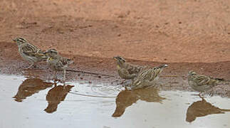 Rock Sparrow