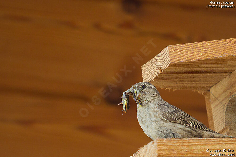 Moineau soulcie femelle adulte, identification, mange, Nidification