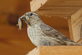 Rock Sparrow