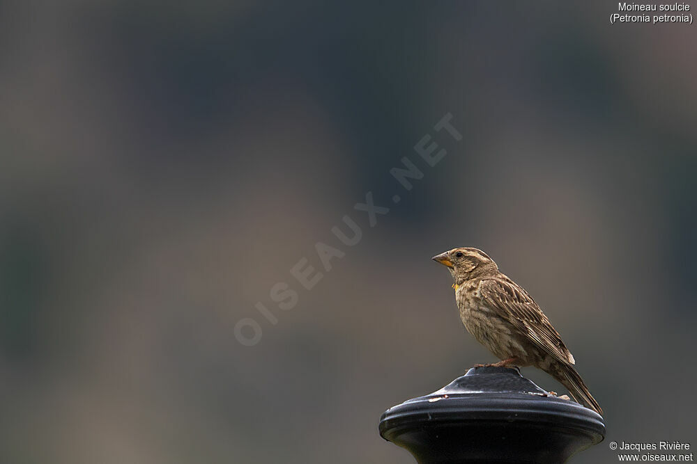 Rock Sparrow male adult, identification