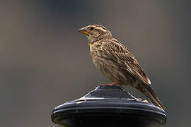 Rock Sparrow