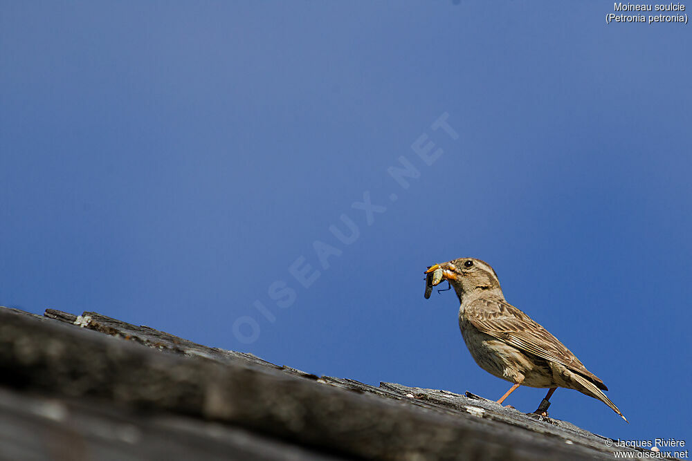 Moineau soulcieadulte nuptial, identification, mange, Nidification