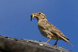 Rock Sparrow