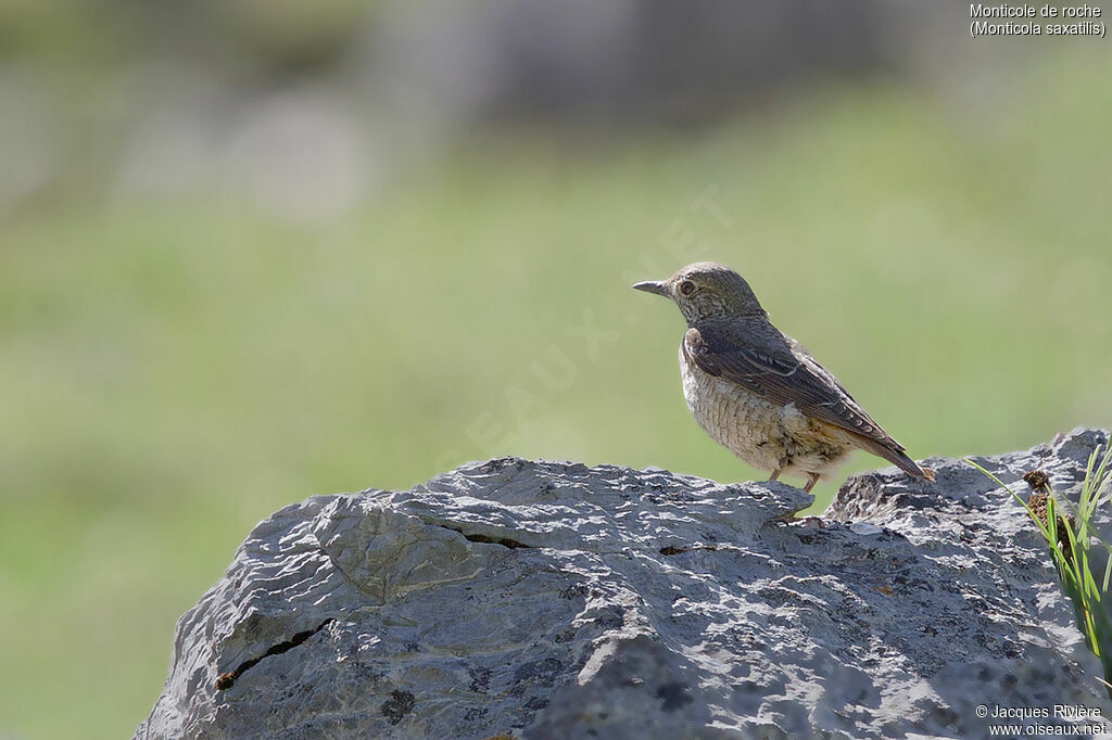 Common Rock Thrush female adult breeding, identification