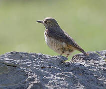 Common Rock Thrush