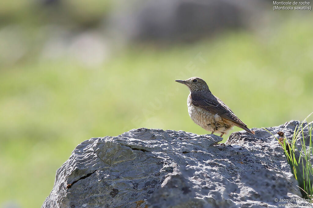 Common Rock Thrush female adult breeding, identification