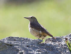 Common Rock Thrush