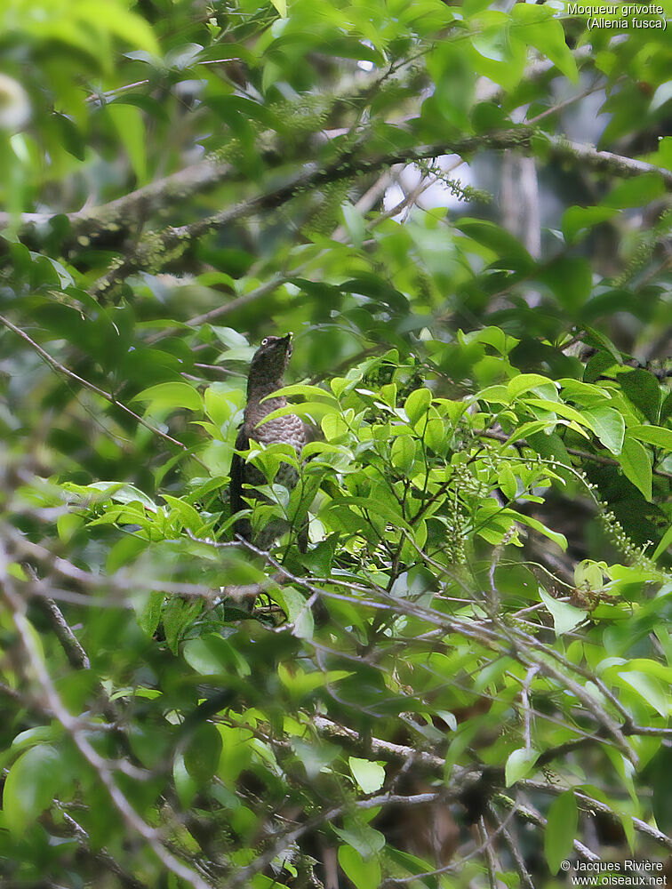 Scaly-breasted Thrasheradult, identification