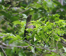 Scaly-breasted Thrasher