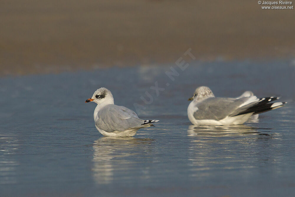 Mouette mélanocéphaleimmature