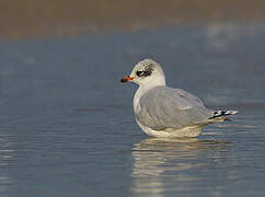 Mouette mélanocéphale