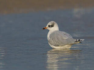 Mouette mélanocéphale