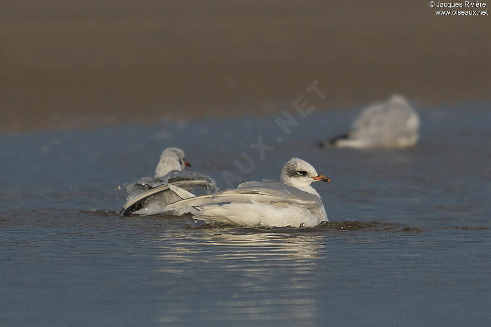 Mouette mélanocéphaleadulte internuptial