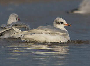 Mouette mélanocéphale