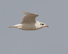 Mediterranean Gull