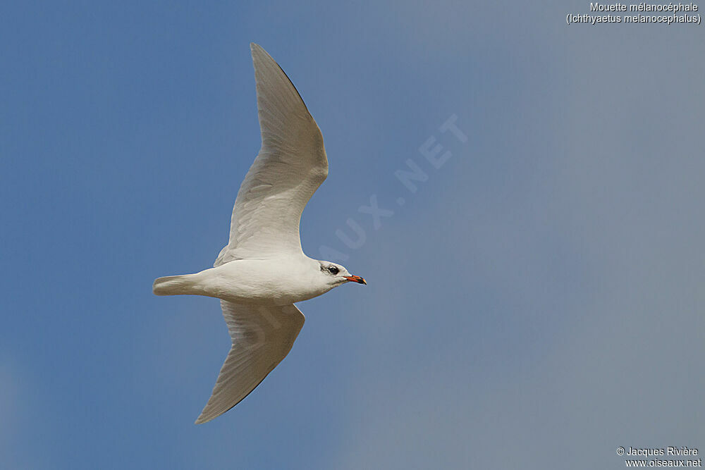 Mouette mélanocéphaleadulte internuptial, Vol