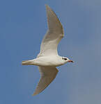 Mouette mélanocéphale