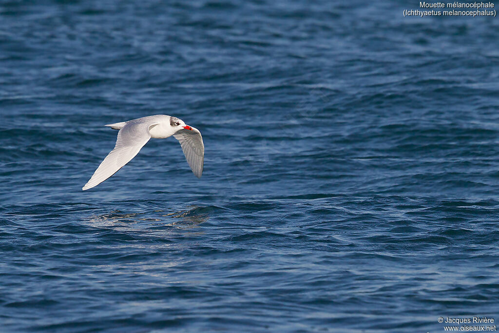 Mouette mélanocéphaleadulte internuptial, Vol