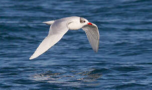 Mouette mélanocéphale